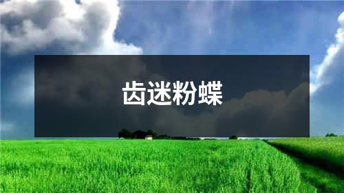 齿迷粉蝶