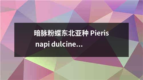 暗脉粉蝶东北亚种 Pieris napi dulcinea