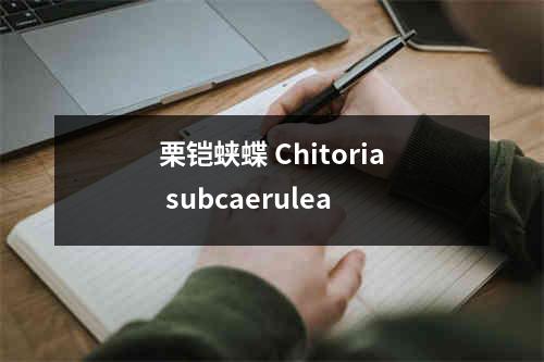 栗铠蛱蝶 Chitoria subcaerulea