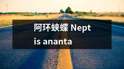 阿环蛱蝶 Neptis ananta