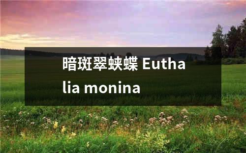 暗斑翠蛱蝶 Euthalia monina