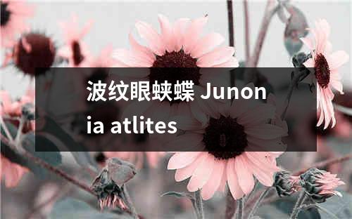 波纹眼蛱蝶 Junonia atlites