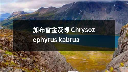 加布雷金灰蝶 Chrysozephyrus kabrua