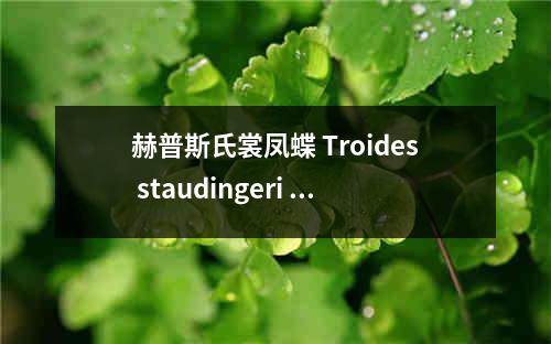 赫普斯氏裳凤蝶 Troides staudingeri heptanonius