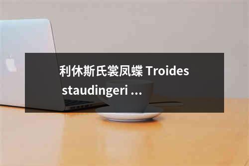 利休斯氏裳凤蝶 Troides staudingeri rikyu