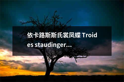 依卡路斯斯氏裳凤蝶 Troides staudingeri ikarus