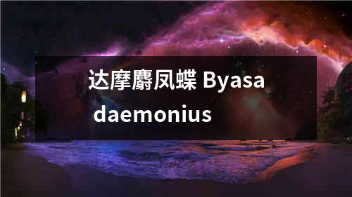 达摩麝凤蝶 Byasa daemonius