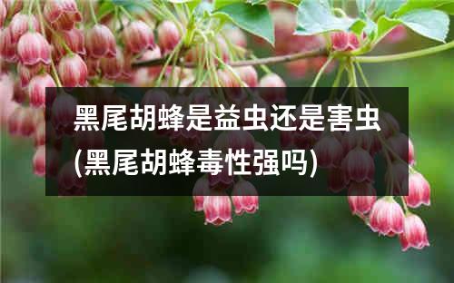 黑尾胡蜂是益虫还是害虫(黑尾胡蜂毒性强吗)