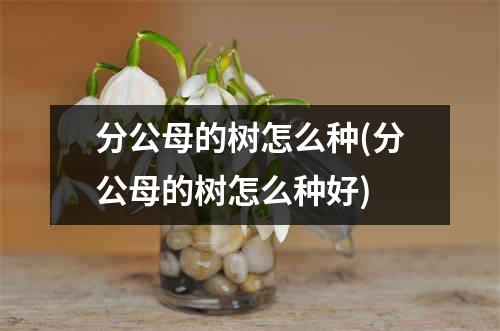 分公母的树怎么种(分公母的树怎么种好)