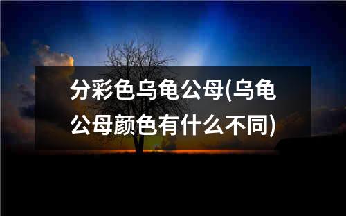 分彩色乌龟公母(乌龟公母颜色有什么不同)