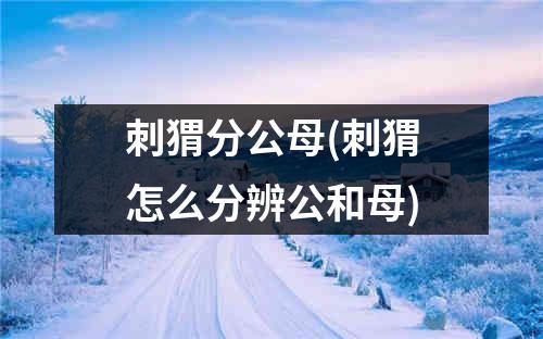 刺猬分公母(刺猬怎么分辨公和母)