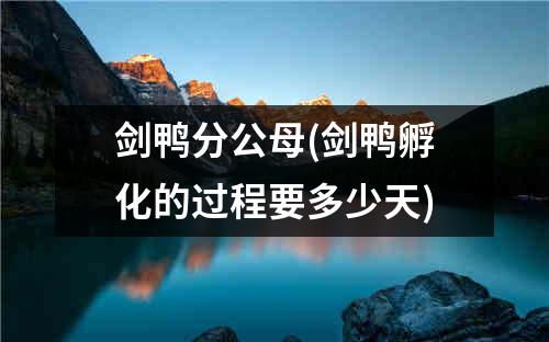 剑鸭分公母(剑鸭孵化的过程要多少天)