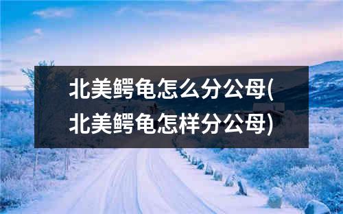 北美鳄龟怎么分公母(北美鳄龟怎样分公母)