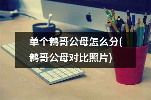 单个鹩哥公母怎么分(鹩哥公母对比照片)