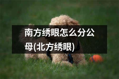 南方绣眼怎么分公母(北方绣眼)