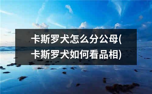 卡斯罗犬怎么分公母(卡斯罗犬如何看品相)