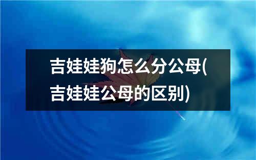 吉娃娃狗怎么分公母(吉娃娃公母的区别)