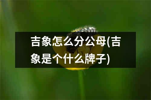 吉象怎么分公母(吉象是个什么牌子)