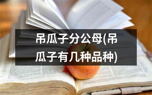 吊瓜子分公母(吊瓜子有几种品种)