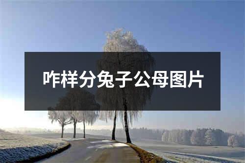 咋样分兔子公母图片