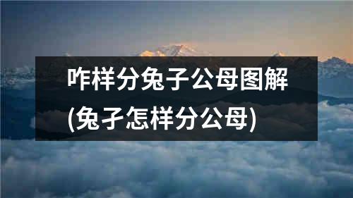 咋样分兔子公母图解(兔孑怎样分公母)