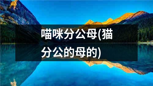 喵咪分公母(猫分公的母的)