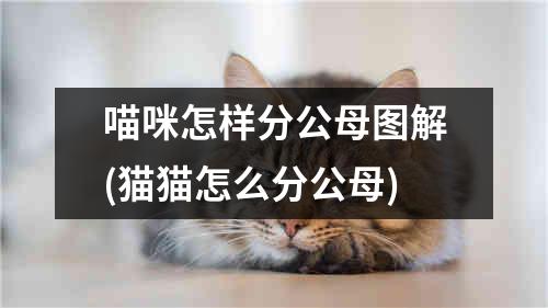 喵咪怎样分公母图解(猫猫怎么分公母)