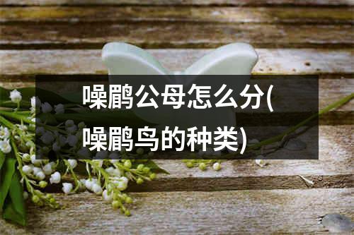 噪鹛公母怎么分(噪鹛鸟的种类)