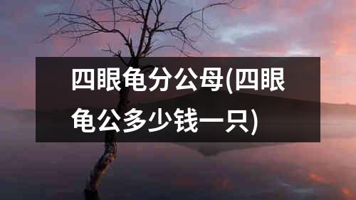 四眼龟分公母(四眼龟公多少钱一只)