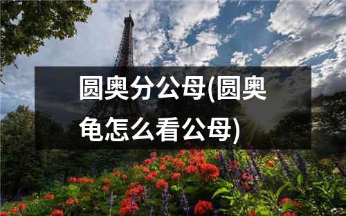 圆奥分公母(圆奥龟怎么看公母)