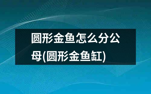 圆形金鱼怎么分公母(圆形金鱼缸)