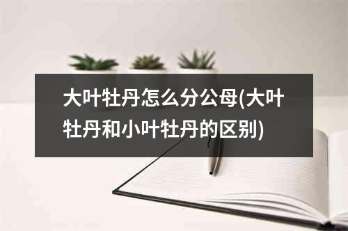 大叶牡丹怎么分公母(大叶牡丹和小叶牡丹的区别)