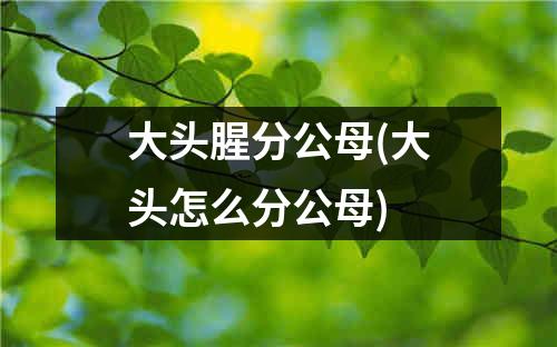 大头腥分公母(大头怎么分公母)