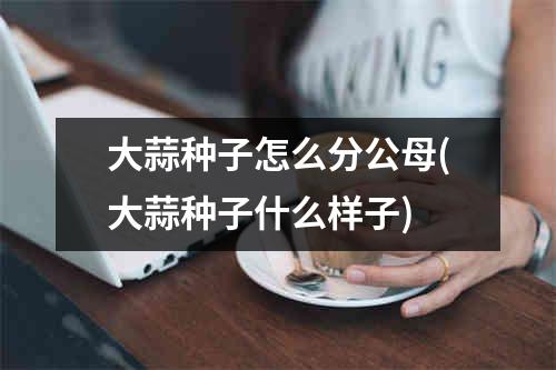 大蒜种子怎么分公母(大蒜种子什么样子)