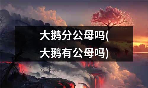 大鹅分公母吗(大鹅有公母吗)