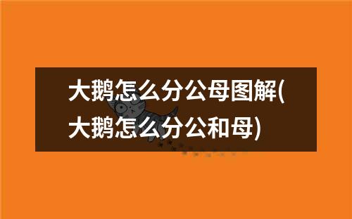 大鹅怎么分公母图解(大鹅怎么分公和母)