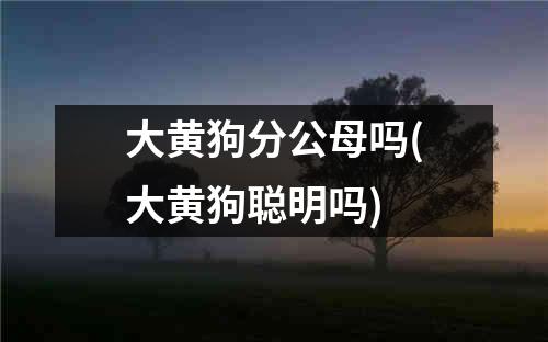 大黄狗分公母吗(大黄狗聪明吗)