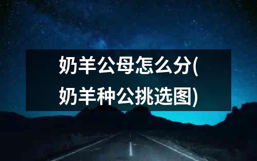 奶羊公母怎么分(奶羊种公挑选图)