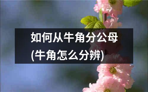 如何从牛角分公母(牛角怎么分辨)