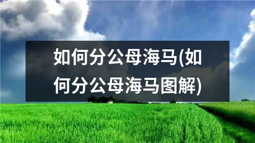 如何分公母海马(如何分公母海马图解)