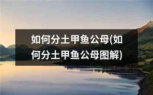 如何分土甲鱼公母(如何分土甲鱼公母图解)