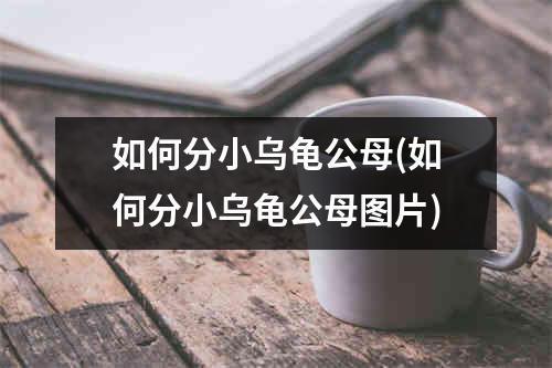 如何分小乌龟公母(如何分小乌龟公母图片)