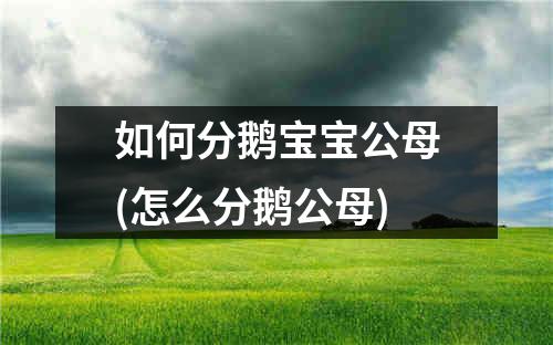 如何分鹅宝宝公母(怎么分鹅公母)