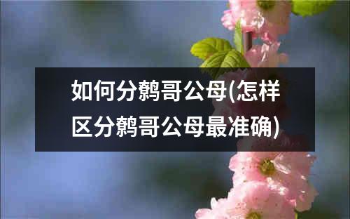 如何分鹩哥公母(怎样区分鹩哥公母最准确)