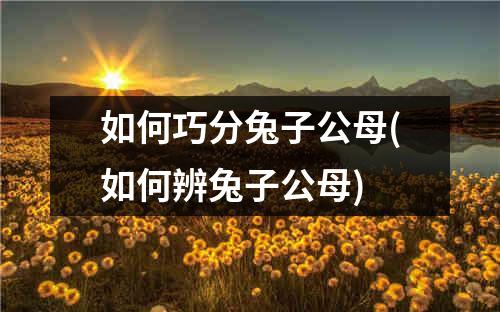 如何巧分兔子公母(如何辨兔子公母)