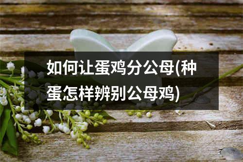 如何让蛋鸡分公母(种蛋怎样辨别公母鸡)