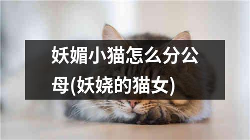 妖媚小猫怎么分公母(妖娆的猫女)