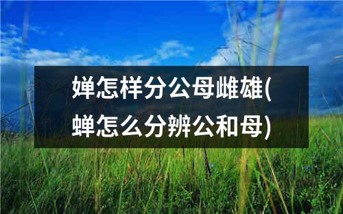 婵怎样分公母雌雄(蝉怎么分辨公和母)