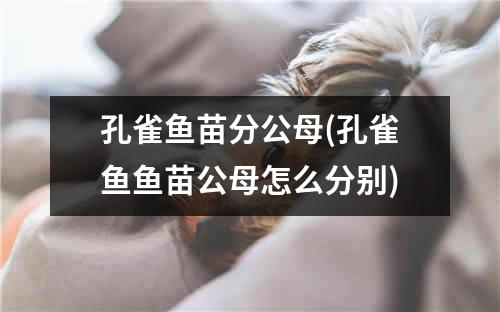 孔雀鱼苗分公母(孔雀鱼鱼苗公母怎么分别)