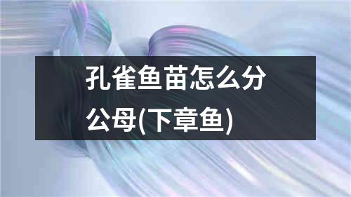 孔雀鱼苗怎么分公母(下章鱼)